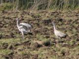 Sandhill crane: pair distant