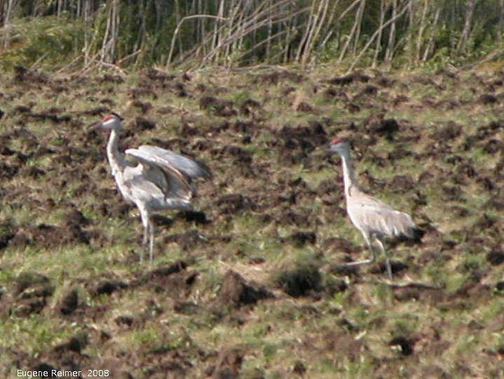 IMG 2008-Aug28 at PineyBog:  Sandhill crane (Grus canadensis) pair distant