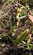 Loesels twayblade=Liparis loeselii: plant with pods