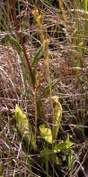 Loesels twayblade=Liparis loeselii: plants with pods