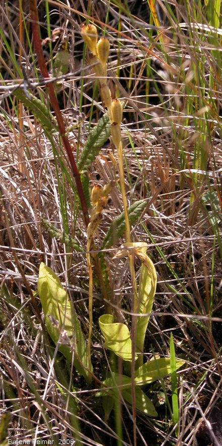 IMG 2008-Sep06 at Rat-River-Swamp (Tracking Down Ladies-tresses):  Loesels false-twayblade (Liparis loeselii) plants with pods
