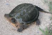 Snapping turtle: