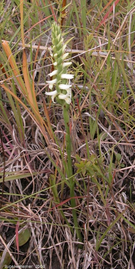 IMG 2008-Sep11 at Roseau Rapids Rd North:  Great-plains ladies-tresses (Spiranthes magnicamporum) plant