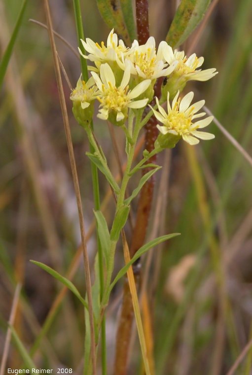 IMG 2008-Sep11 at Roseau Rapids Rd North:&nbsp; Riddells goldenrod (Oligoneuron riddellii)? plant