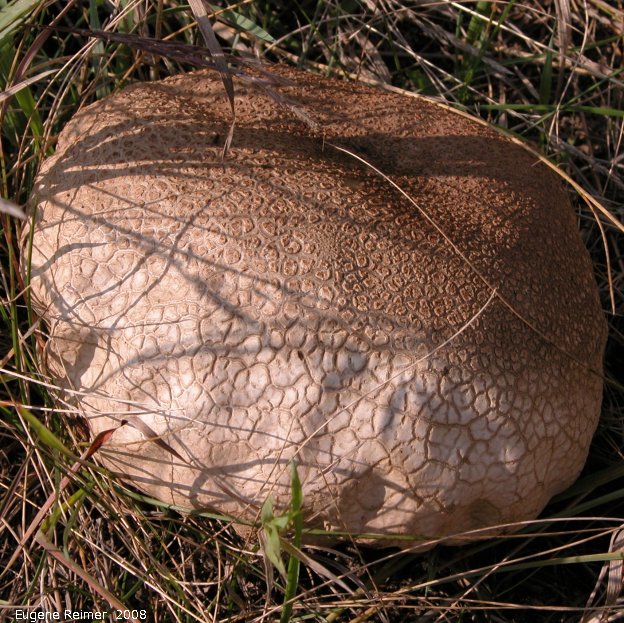 IMG 2008-Sep11 at PTH12 S of PR201:&nbsp; Puffball mushroom (Lycoperdon sp)?