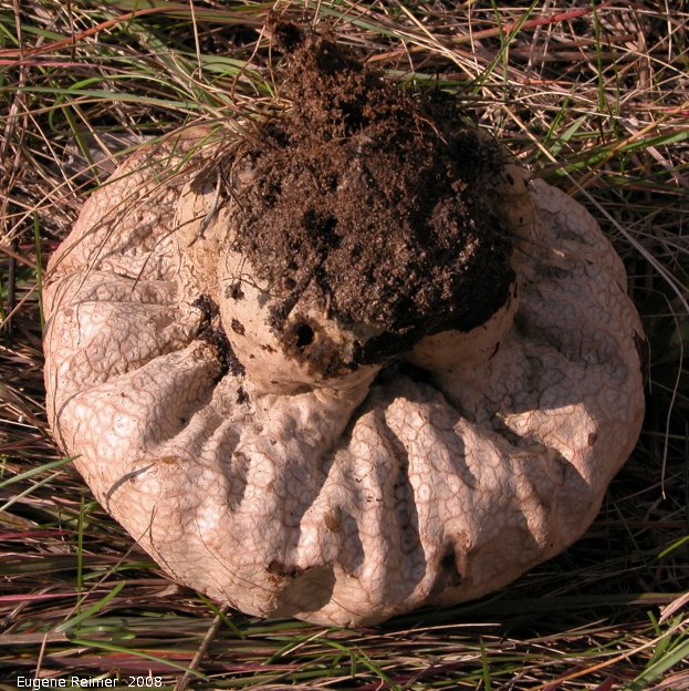 IMG 2008-Sep11 at PTH12 S of PR201:&nbsp; Puffball mushroom (Lycoperdon sp)? from below