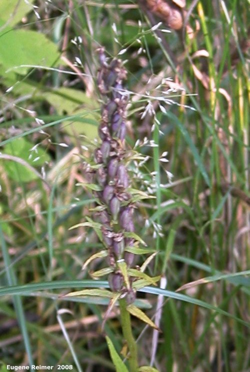 IMG 2008-Sep11 at BuffaloPoint:  Small purple fringed-orchid (Platanthera psycodes) pods