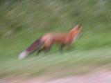 Red fox: running