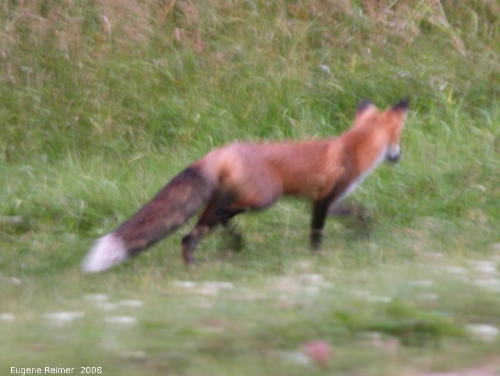 IMG 2008-Sep11 at BuffaloPoint:  Red fox (Vulpes vulpes)