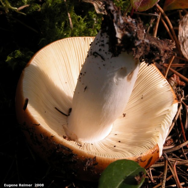 IMG 2008-Sep18 at Belair-PF:  Russula mushroom (Russula sp) underside
