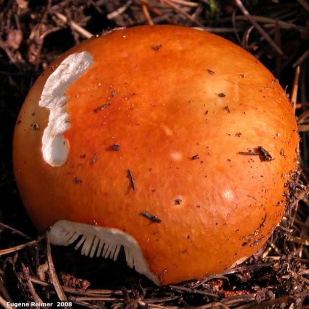 IMG 2008-Sep18 at Belair-PF:&nbsp; Russula mushroom (Russula sp)