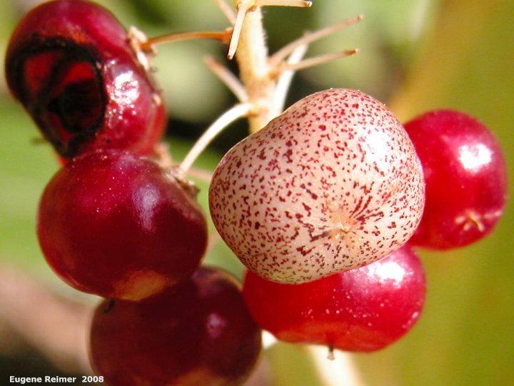IMG 2008-Sep18 at Belair-PF:&nbsp; Wild lily-of-the-valley (Maianthemum canadense) fruit