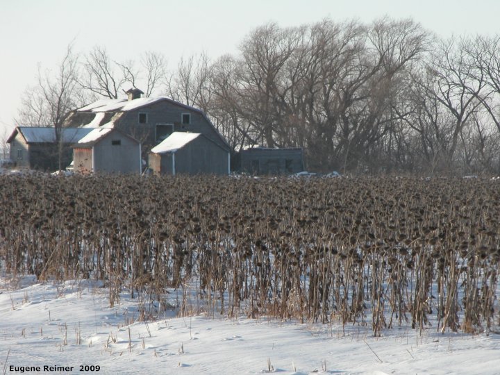 IMG 2009-Feb08 at PTH15 east of Winnipeg:  Sunflower (Helianthus sp) field of and barn