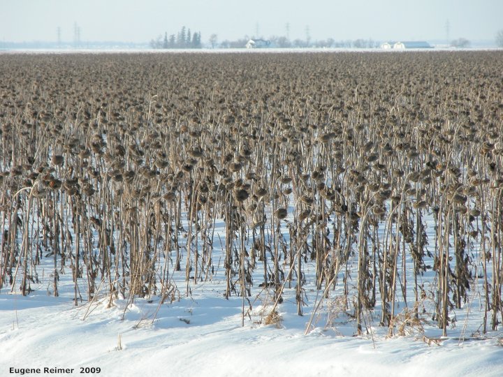 IMG 2009-Feb08 at PTH15 east of Winnipeg:  Sunflower (Helianthus sp) field of in february