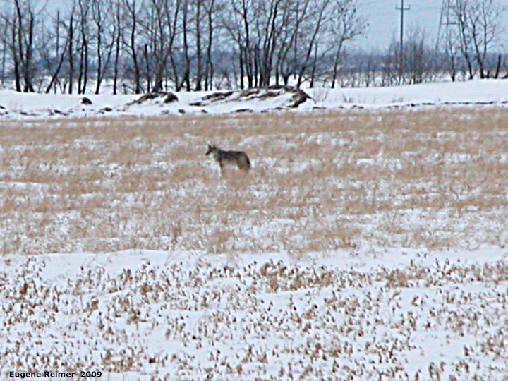 IMG 2009-Mar08 at PR321 near Oak Hammock Marsh:  Coyote (Canis latrans)