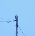 Snowy Owl: on pole distant