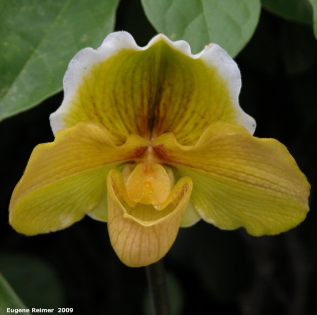 IMG 2009-Mar29 at MOS Orchid-Show:  Paph (Paphiopedilum sp)