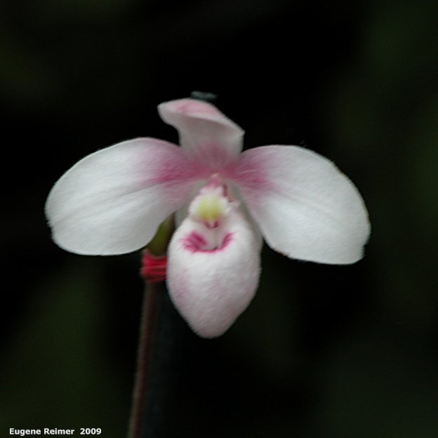 IMG 2009-Mar29 at MOS Orchid-Show:  Paph (Paphiopedilum sp)?