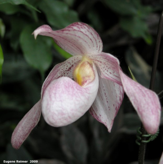 IMG 2009-Mar29 at MOS Orchid-Show:  Phrag (Phragmipedium sp)?