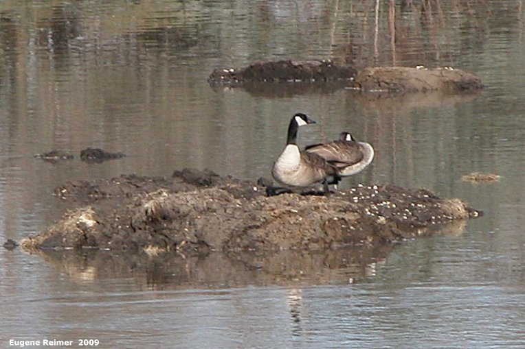 IMG 2009-Apr10 at Selkirk MB:&nbsp; Canada goose (Branta canadensis) pair on tiny island