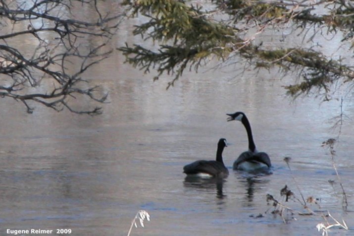 IMG 2009-Apr10 at Selkirk MB:  Canada goose (Branta canadensis) pair on water