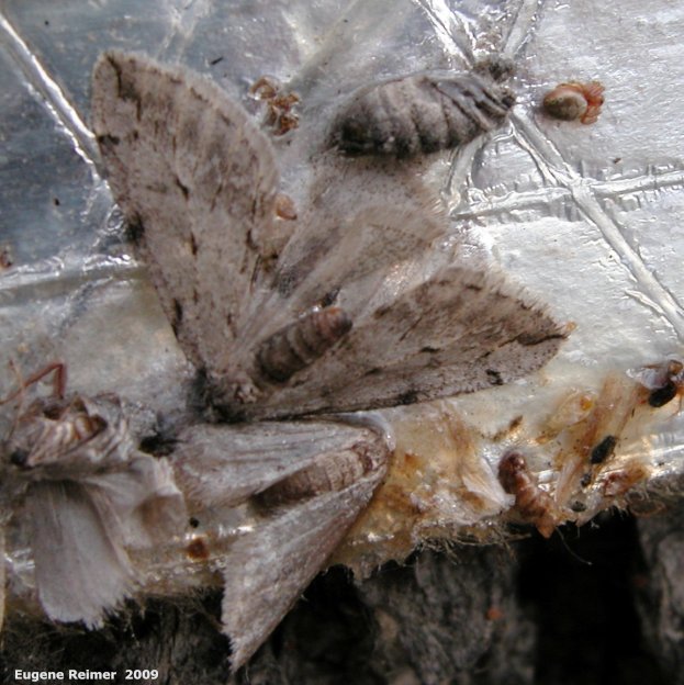 IMG 2009-Apr15 at Kingston Crescent:  Cankerworm moth (Paleacrita vernata) male+female