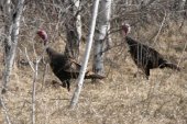 Wild Turkey: pair