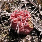 Prickly-pear-cactus=Opuntia polycantha: closer