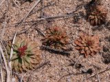 Pygmyflower rockjasmine=Androsace septentrionalis: rosette many