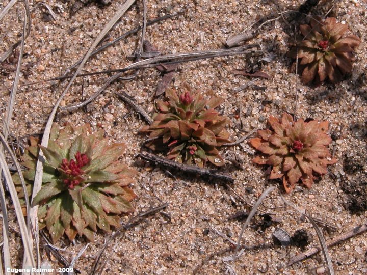 IMG 2009-Apr25 at Portage Sandhills near PortageLaPrairie MB:&nbsp; Pygmyflower rockjasmine (Androsace septentrionalis) rosette many