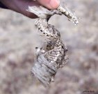 Western Hognose Snake=Heterodon nasicus?: remains skeleton+skin