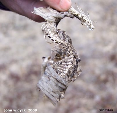 IMG 2009-Apr25 at Portage Sandhills near PortageLaPrairie MB:  Western hognose snake (Heterodon nasicus)? remains skeleton+skin