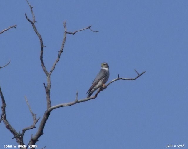 IMG 2009-Apr25 at Perry Park on Whitemud River near Westbourne MB:  Sharp-shinned hawk (Accipiter striatus)?