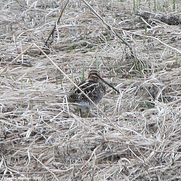 IMG 2009-May07 at near Brandon MB:&nbsp; Common snipe (Gallinago gallinago)