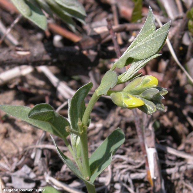 IMG 2009-May07 at Lauder Sandhills:&nbsp; Golden bean (Thermopsis rhombifolia) buds