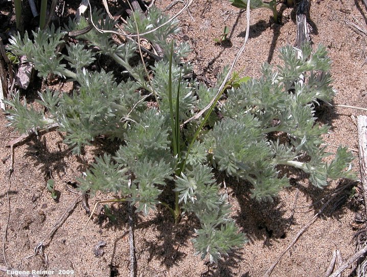 IMG 2009-May07 at Lauder Sandhills:&nbsp; Wormwood artemesia (Artemisia sp)