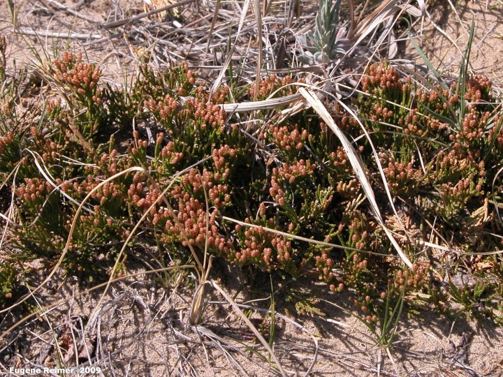IMG 2009-May07 at Lauder Sandhills:&nbsp; Creeping juniper (Juniperus horizontalis)
