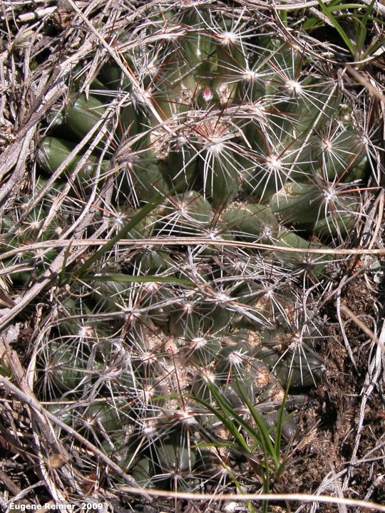 IMG 2009-May07 at Lauder Sandhills:  Pincushion cactus (Escobaria vivipara)