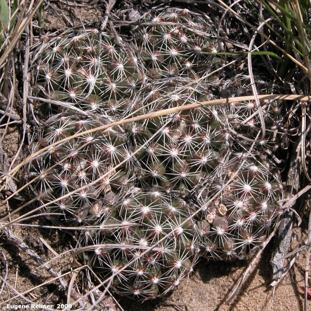 IMG 2009-May07 at Lauder Sandhills:  Pincushion cactus (Escobaria vivipara)