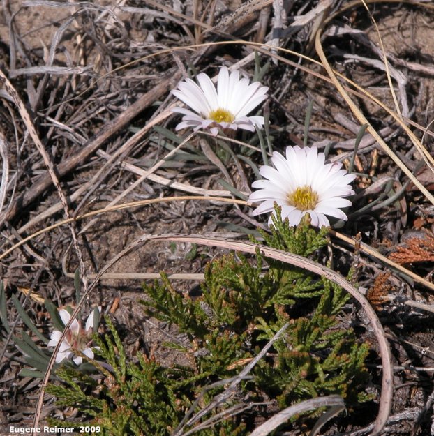 IMG 2009-May07 at Lauder Sandhills:&nbsp; Stemless townsendia (Townsendia exscapa)
