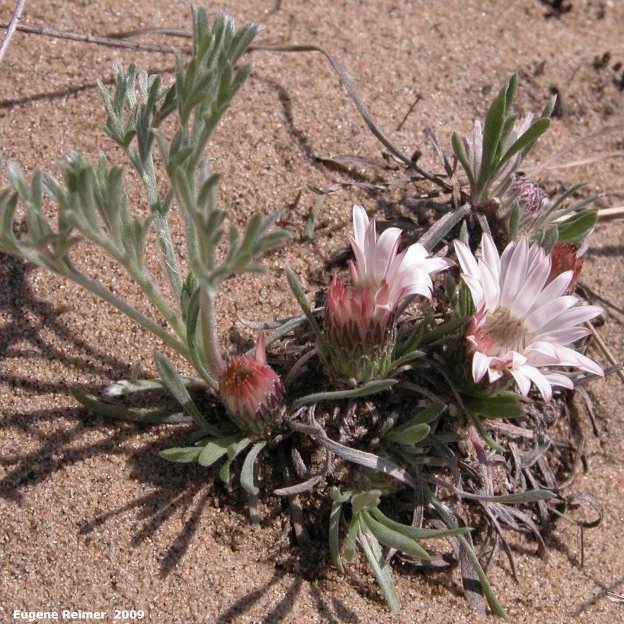 IMG 2009-May07 at Lauder Sandhills:&nbsp; Stemless townsendia (Townsendia exscapa)