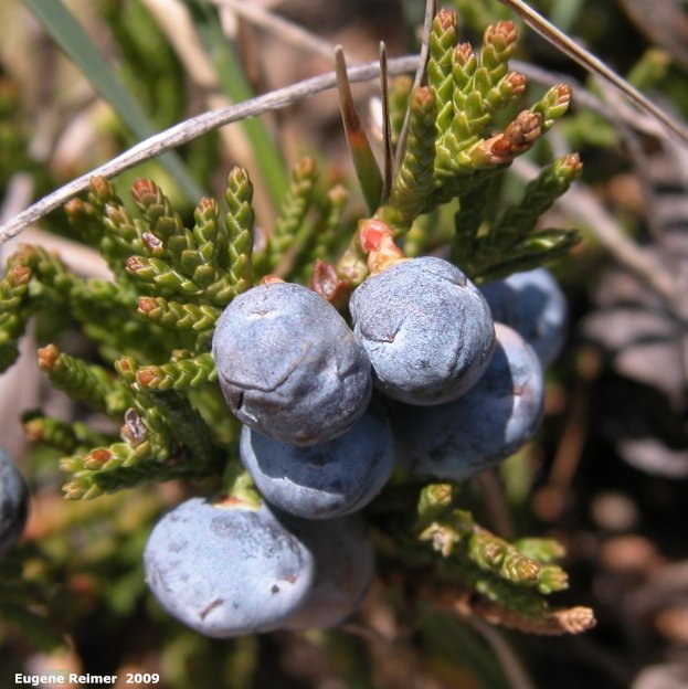 IMG 2009-May07 at Lauder Sandhills:&nbsp; Creeping juniper (Juniperus horizontalis) berries