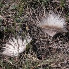 White-tailed deer: hair remains from wolf-kill