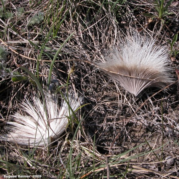 IMG 2009-May07 at Lauder Sandhills:&nbsp; White-tailed deer (Odocoileus virginianus) hair remains from wolf-kill