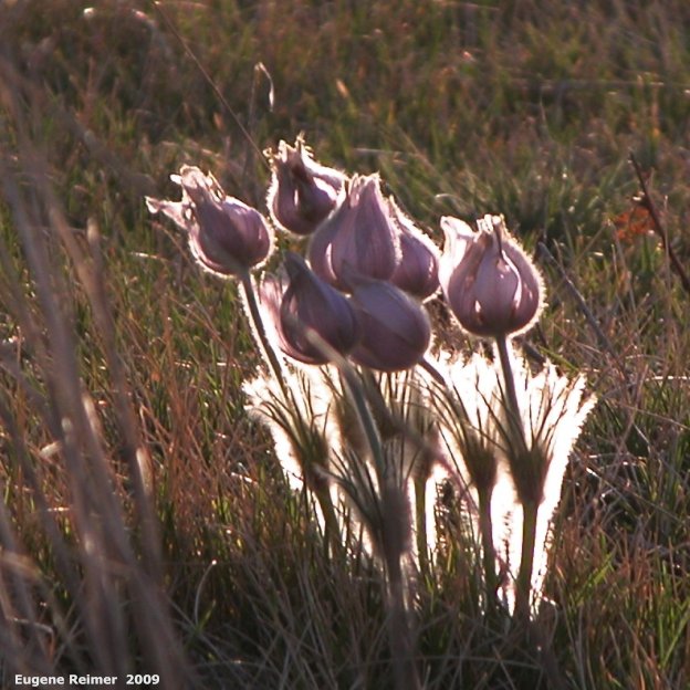 IMG 2009-May07 at PR464 N of TCH (approx 20mi E; 2mi N of Brandon):&nbsp; Prairie crocus (Anemone patens) glowing darker