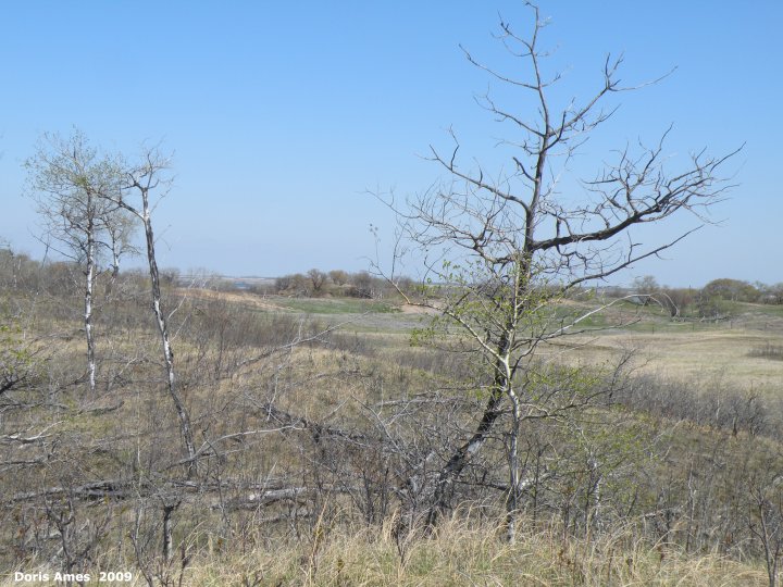 IMG 2009-May07 at Lauder Sandhills:&nbsp; scenery Lauder Sandhills with Souris River in background