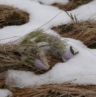 Crocus=Anemone patens: in snow embedded
