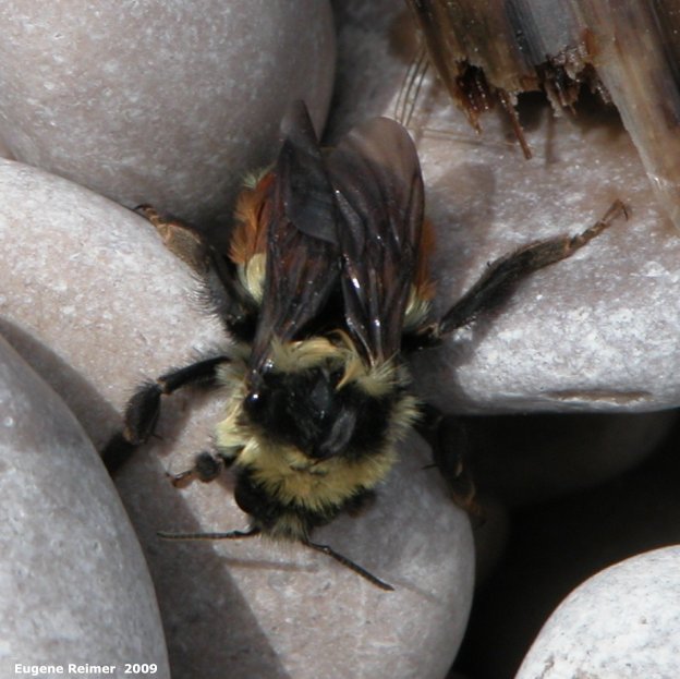 IMG 2009-May16 at Steeprock MB:&nbsp; Orange-belted bumblebee (Bombus ternarius)