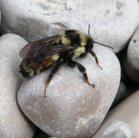 Bumblebee-red-abdomen=Bombus melanopygus: