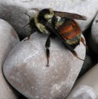 2009may16 at Steeprock MB:  Bumblebee-red-abdomen=Bombus melanopygus